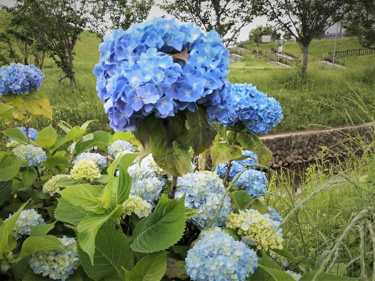 津市】77,700株の紫陽花が見られる！かざはやの里にて「あじさいまつり」が開催中です！ | 号外NET 津市