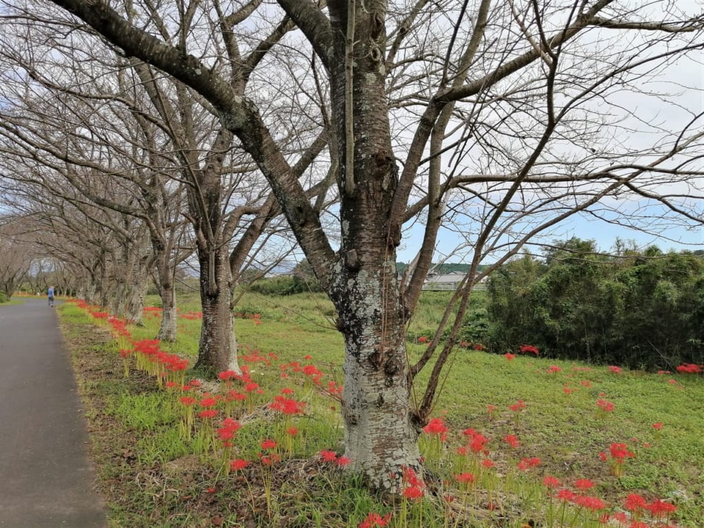 2021年9月「北神山花街道の彼岸花」