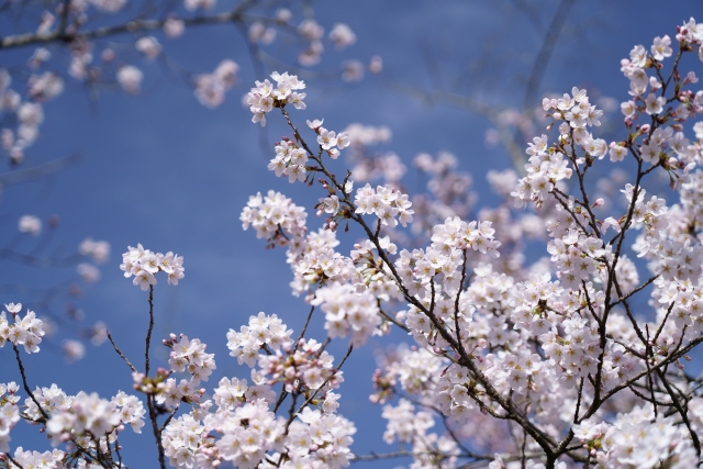 2022年度「桜まつり」中止情報