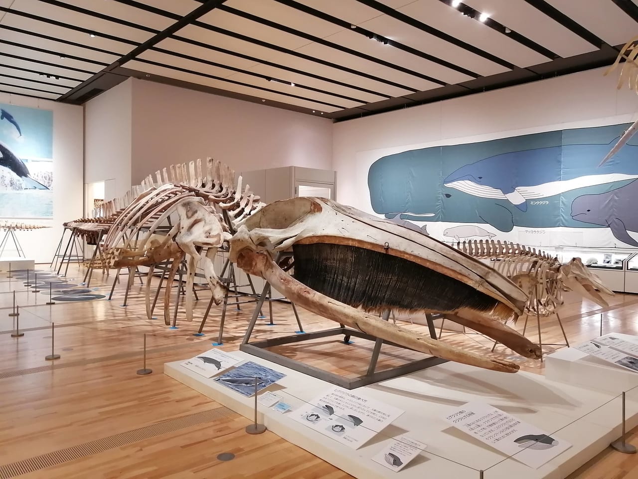2022年第31回企画展「集まれ！三重のクジラとイルカたち」