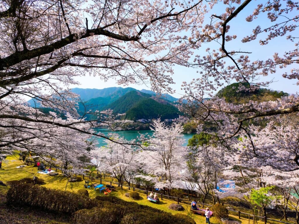 2024年4月7日開催「君ヶ野ダム公園桜まつり」