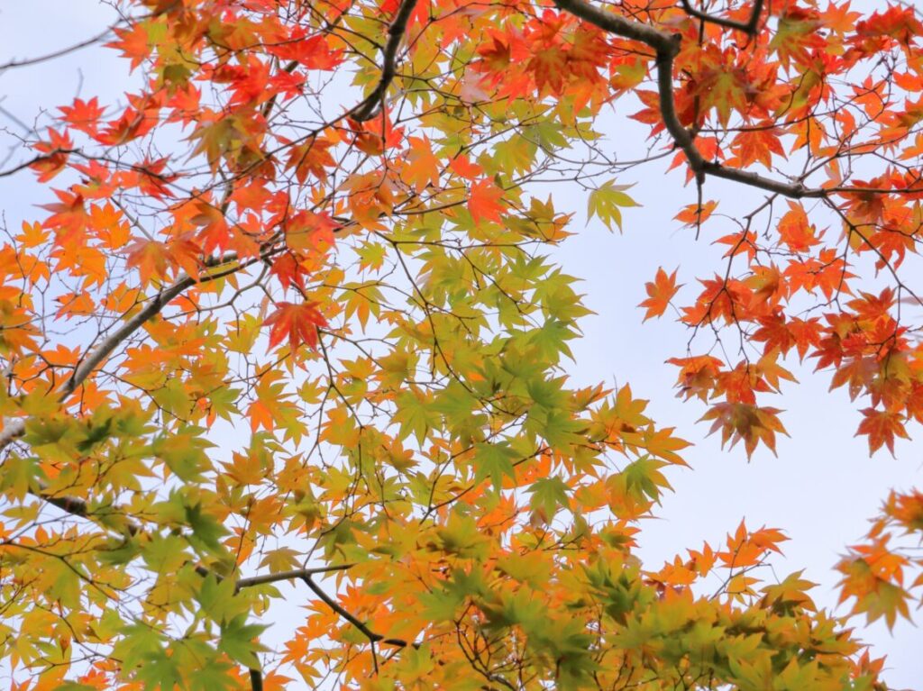 2025年11月21日から開催「北畠氏館跡庭園のライトアップ」