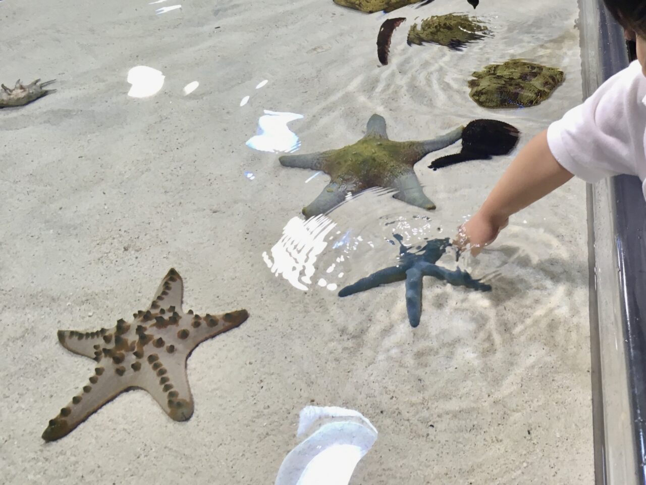 2026年8月13日、14日開催「みんなの移動水族館」